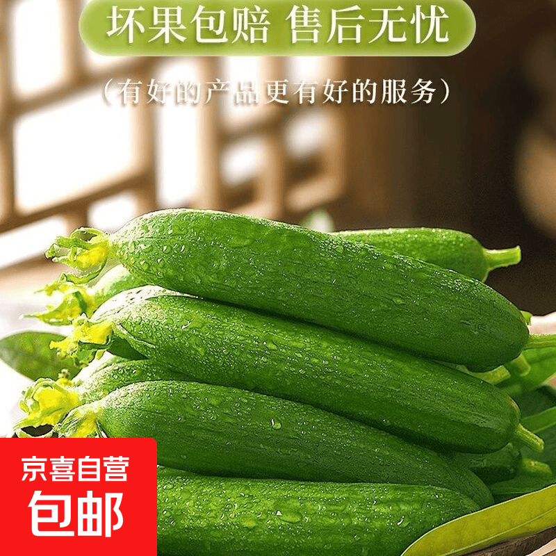 山东水果黄瓜健康轻食早餐新鲜蔬菜现摘现发 精品带箱1斤 0.92斤