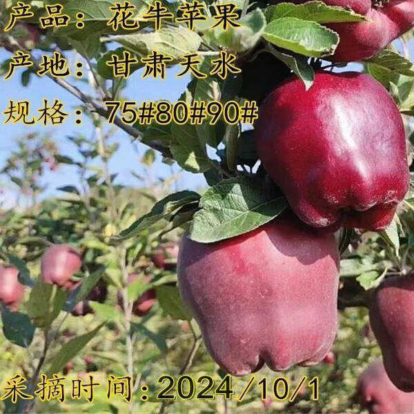 鲜甘肃水牛苹果元帅软糯沙粉面香甜红果蛇老人孕妇应季水果 4点5斤 70mm含75mm不含