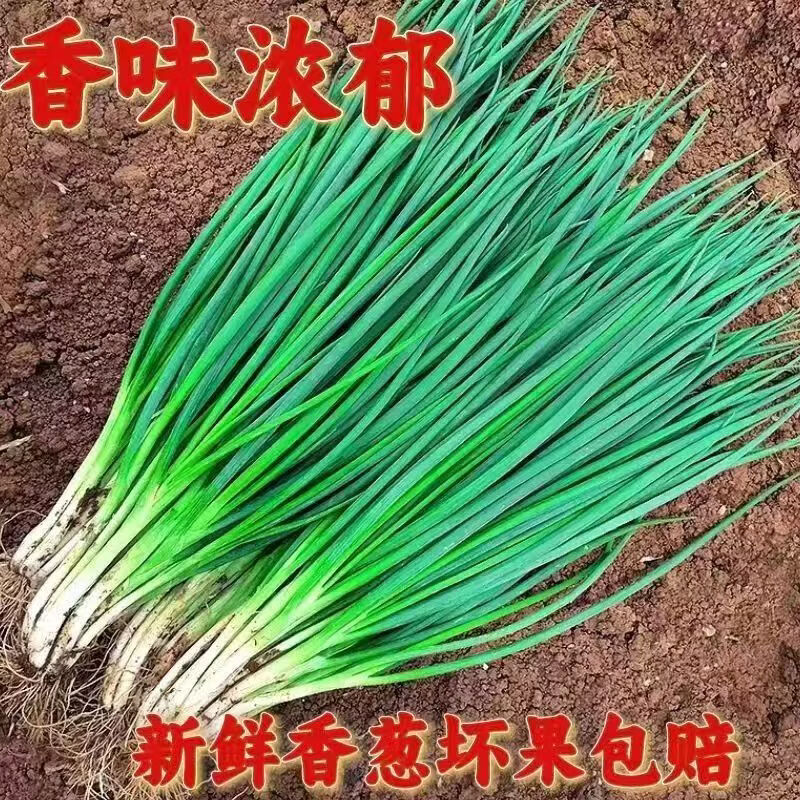 盛觅 小香葱新鲜去皮精品小葱 带箱5斤净重4.5斤  