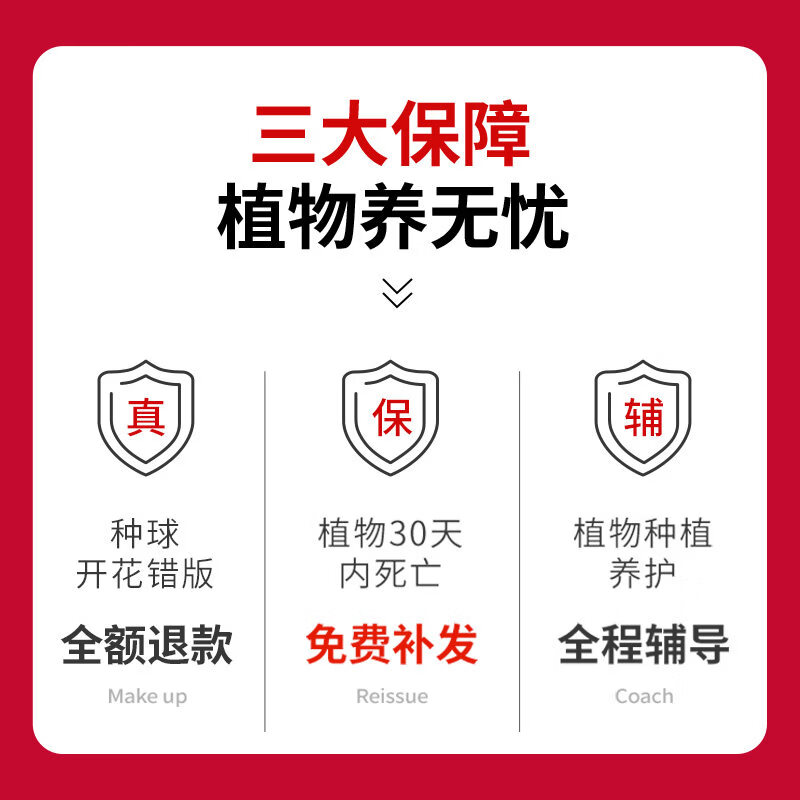 胖东来同款迷你茶桌绿植盆栽铁树禅意小禅意摆件盆景办公室内物客 A级 铁树+D250欢喜 带盆栽好