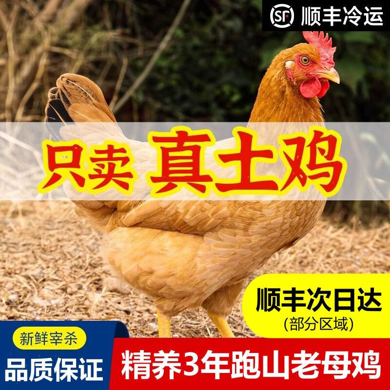 【顺丰包邮】贵州农家散养黄油老母鸡正宗土鸡3年走地鸡新鲜现杀 精选三年黄油老母鸡3只共【10~11斤】