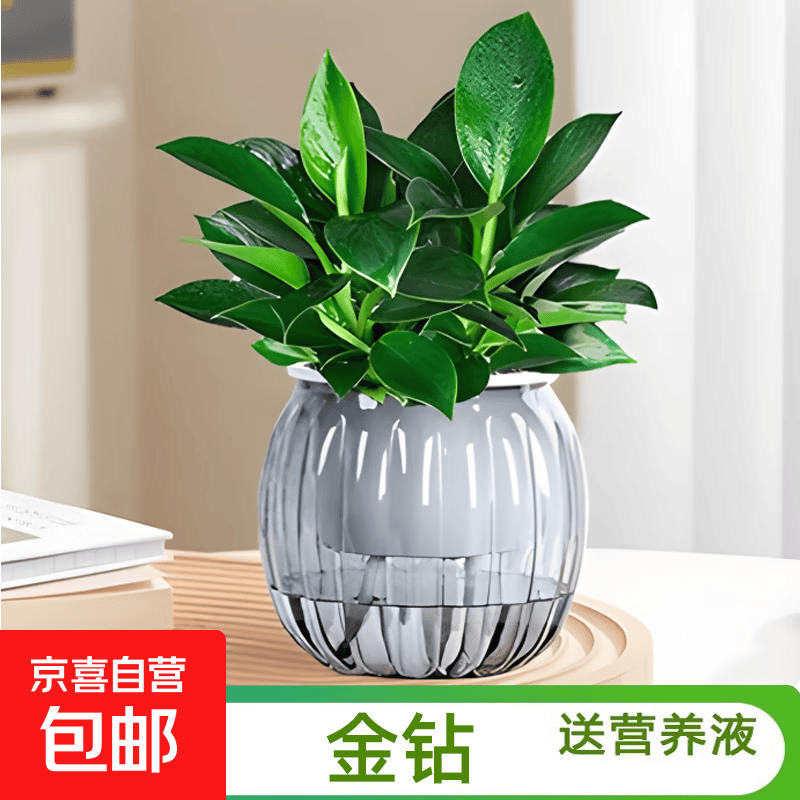 金钻绿公主绿植盆栽花卉室内吸除甲醛桌面水培懒人好养植物 金钻+灰南瓜自吸盆
