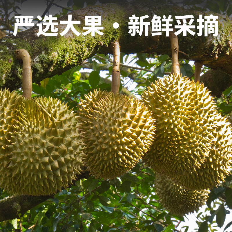 泰国金枕榴莲进口枕头果肉新鲜冷冻树熟无壳榴莲果水果批发顺丰 泰国金枕榴莲1kg*2袋