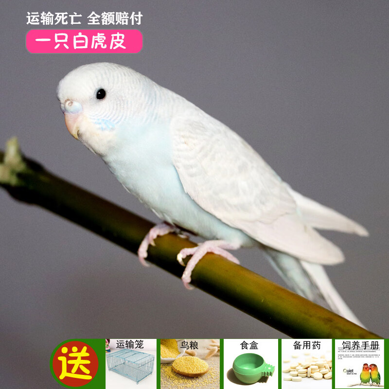 宠以沫鹦鹉活鸟活物家养宠物小鸟云斑鹦鹉中小型会说话手养虎皮鹦鹉包活 一只白虎皮（公母可选）