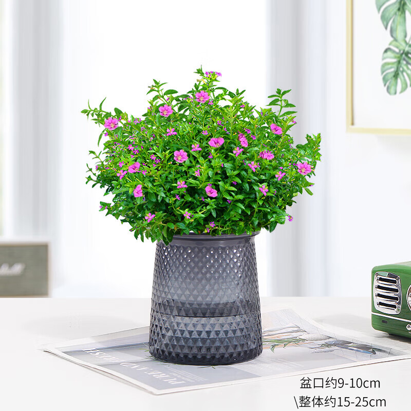 绿有意栀子花绿植花卉发财树盆栽办公室内多肉绿萝箩桌面水培好养活植物 满天星【繁星盆】 含盆
