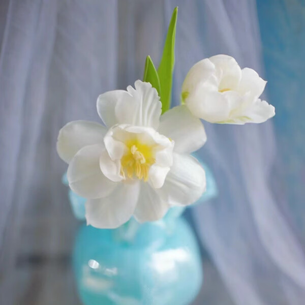 重瓣郁金香白色鲜花花束花礼室内水养鲜切花插花云南基地直发 A级(10枝)