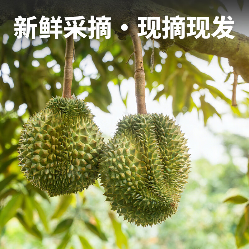 自然树熟泰国猫山王冷烤双吃榴莲肉有核冷冻水果生鲜年货必备 自然树熟泰国猫山王榴莲400g*2盒