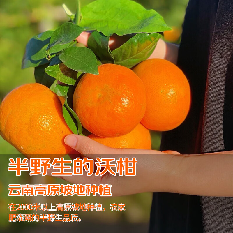 云南高山沃柑新鲜沃柑现摘应季新鲜水果超甜橘子产地直发 云南沃柑净重9斤【60-65mm】