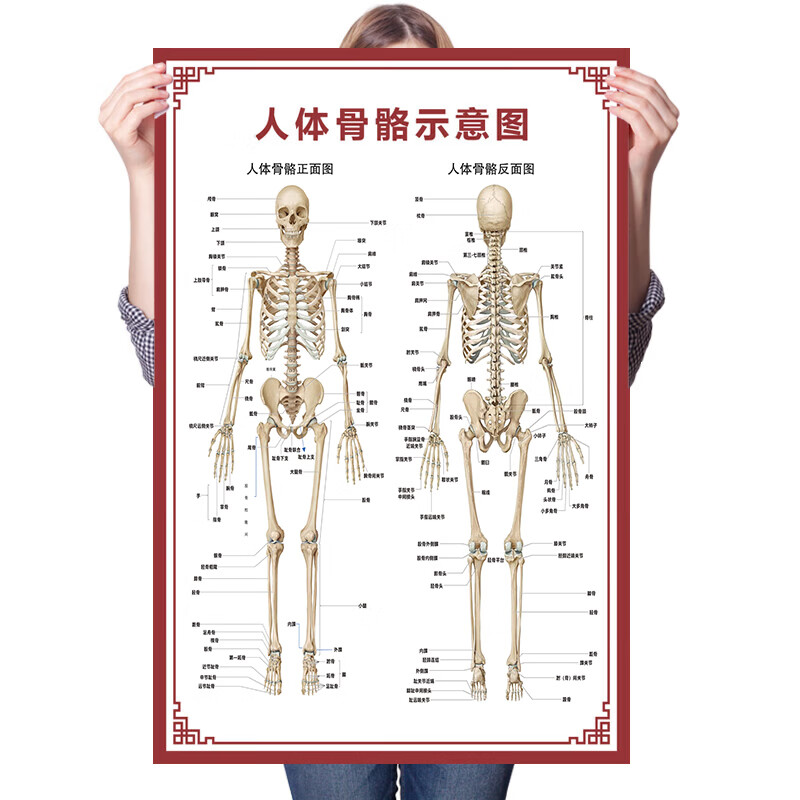 图幻人体内脏解剖系统示意图医学骨骼肌肉器官血管血液结构图医院海报 人体骨骼示意图 120厘米 * 80厘米油画布 京东折扣/优惠券