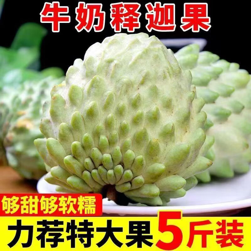 鲜贡园台湾牛奶释迦果大果3斤当季新鲜水果 大目佛头释迦番荔枝 生鲜 3斤释迦果大果【老树果】5-6个