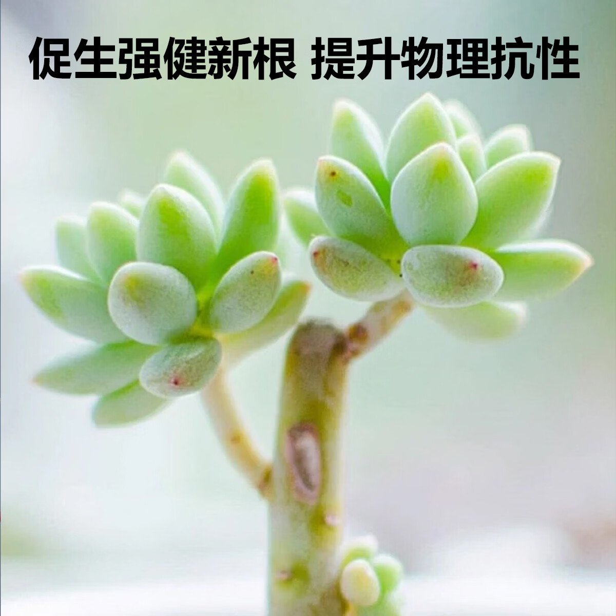 优芽素多肉专用促多头侧芽细胞分裂素促芽促生长催芽矮胖素爆芽素 【防治黑腐烂根】多肉专用营养液1100ml