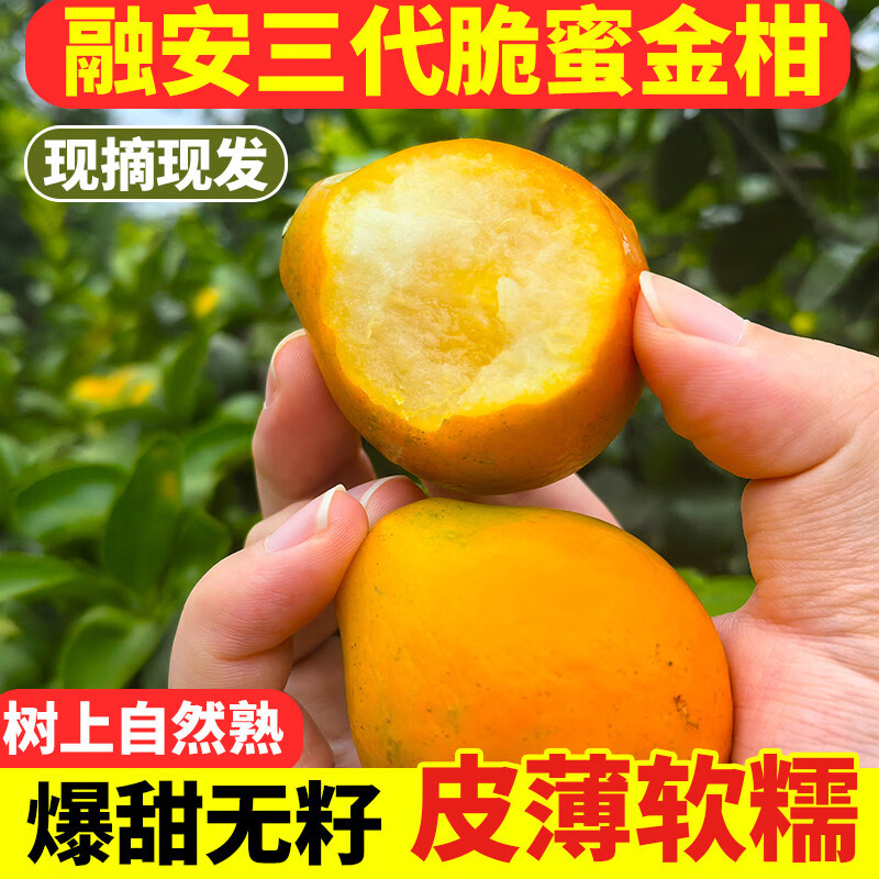 天启世纪金桔脆蜜融安广西橘子蜜金柑新鲜当季水果孕妇同款 3斤 第三代脆蜜金桔特大果(约20个/斤)