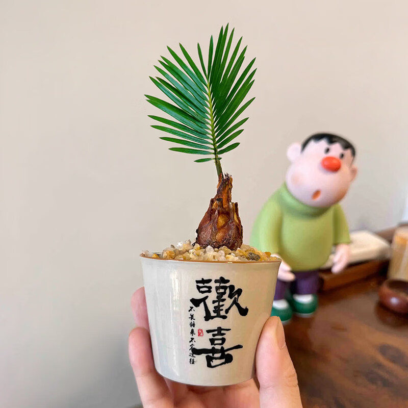 胖东来同款迷你茶桌绿植盆栽铁树禅意小禅意摆件盆景办公室内物客 A级 铁树+D250欢喜 带盆栽好