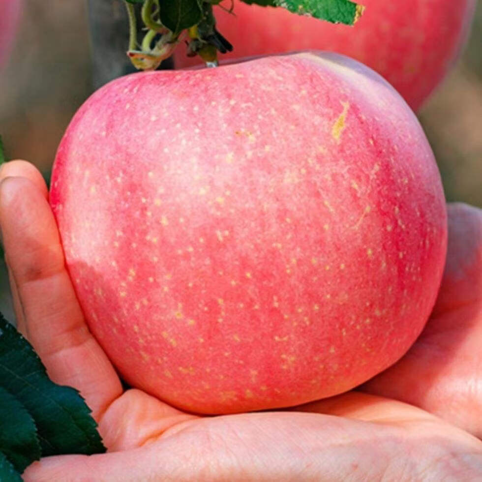 鹏翔宇正宗山西万荣红富士苹果薄皮脆甜运城苹果当季新鲜孕妇水果礼盒装 正宗山西万荣红富士【礼盒送礼推荐】 净重8-8.5斤【12枚】送礼推荐+礼盒装