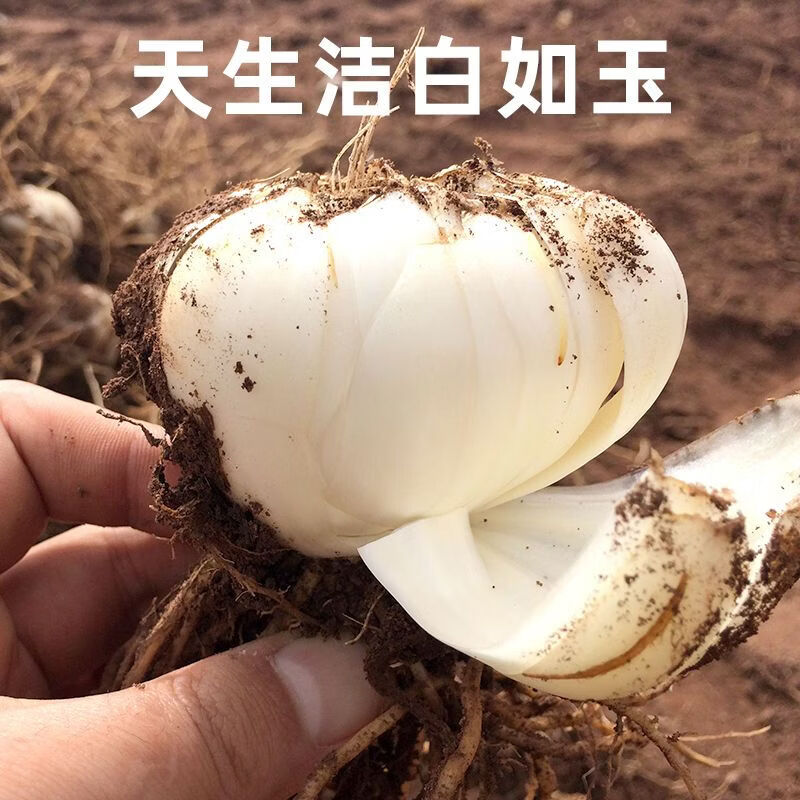 米家山【顺丰配送】兰州新鲜百合有机百合产地直发 现挖 甘肃特产甜百合 小独头2斤/（2斤8颗）有机认证