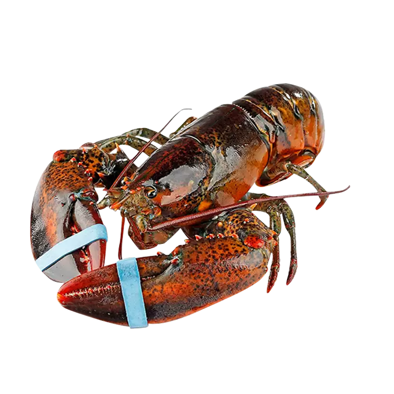 百鲜洽特大龙虾波士顿龙虾 活冻波龙澳洲大龙虾海鲜水产冰鲜冷冻虾类 1只装（净重450g-550g/只）