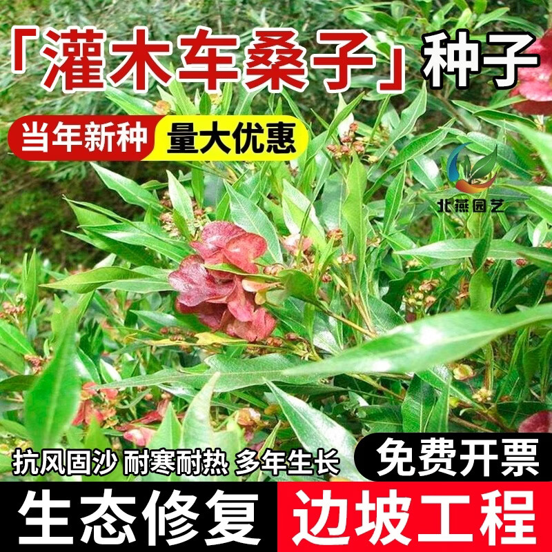 冷落草车桑子种子多年生护坡固土灌木草籽耐寒耐旱工程复绿边坡绿化