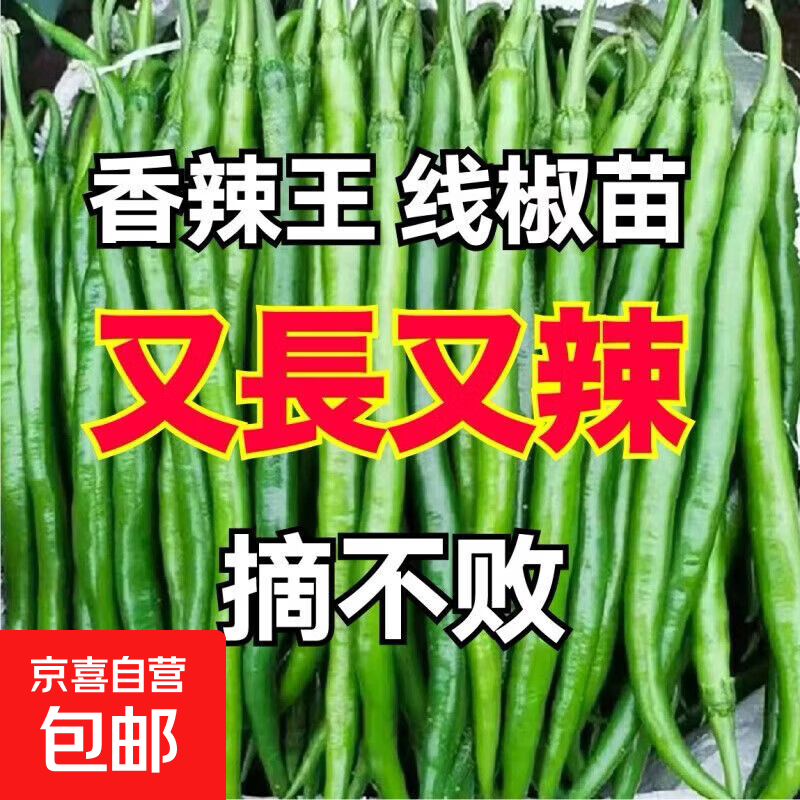 1元抢长线椒苗5棵！紫茄子/番茄/草莓苗低至3.99元起