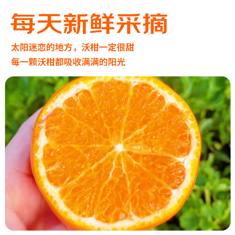云南高山沃柑新鲜沃柑现摘应季新鲜水果超甜橘子产地直发 云南沃柑净重9斤【60-65mm】