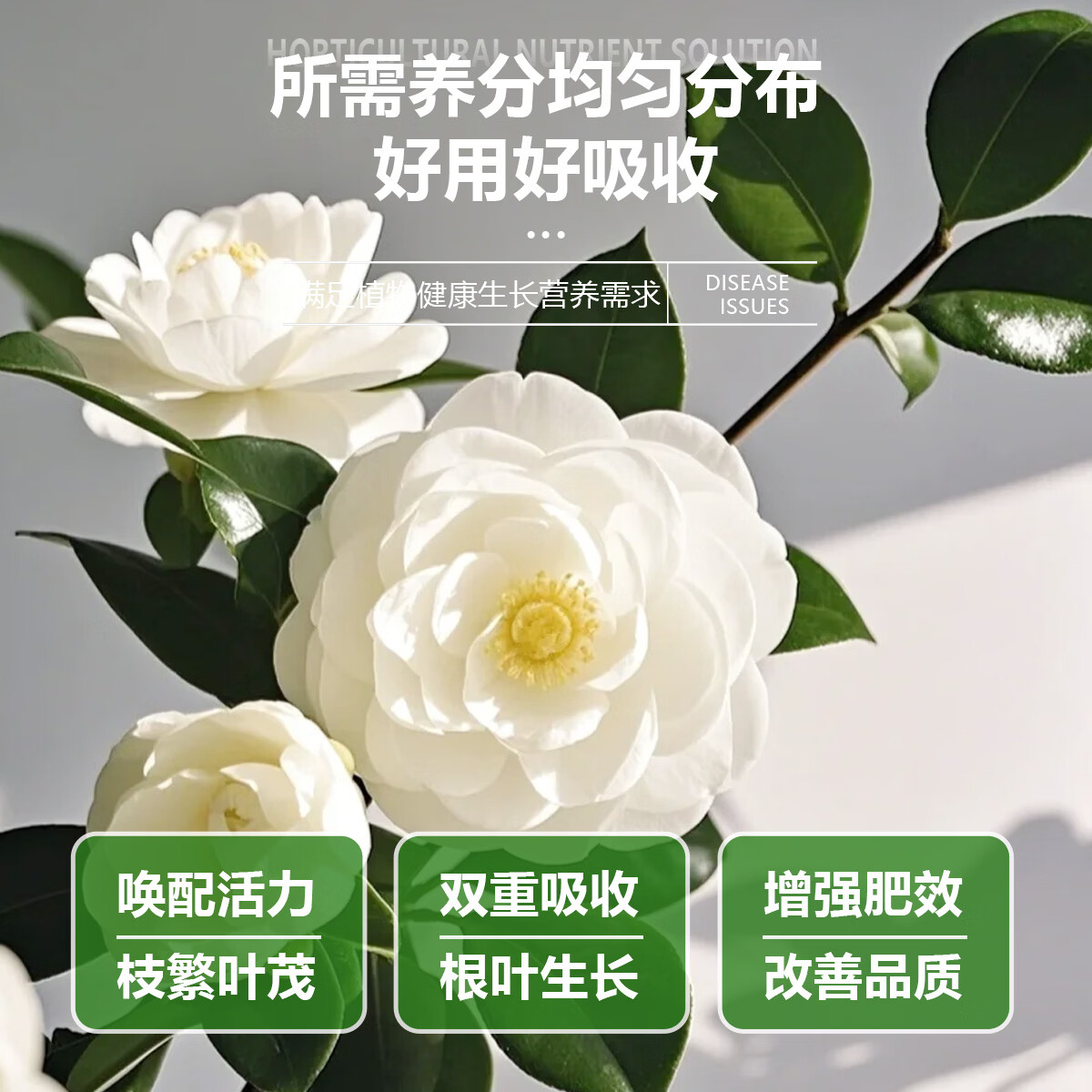 茶花肥料专用肥喜酸植物营养液山茶花杜鹃茉莉促开花家用盆栽植物 兰花园艺营养液1100ml