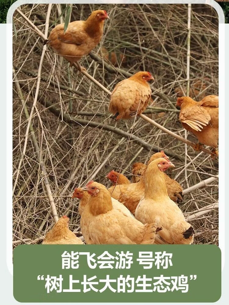 【顺丰包邮】贵州农家散养黄油老母鸡正宗土鸡3年走地鸡新鲜现杀 精选三年黄油老母鸡3只共【10~11斤】