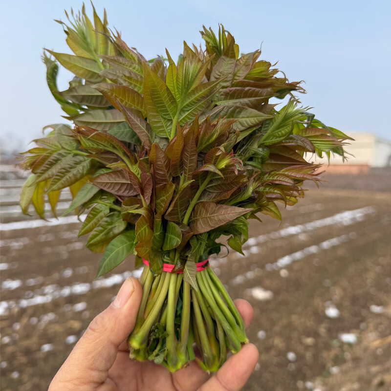 秦品堂香椿芽当季新鲜时令菜头茬秦岭香椿芽【顺丰冷链】叶绿色香椿嫩芽 【顺丰】半斤香椿