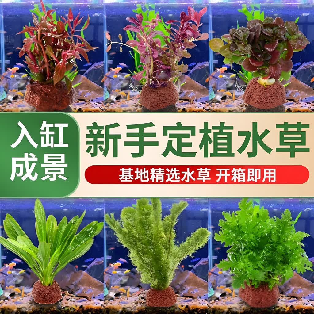 栩渠火山石水草植物鱼缸造景专用水培阴性蜈蚣草绿菊真草增氧绿植摆件 【火山石】迷你九冠 小巧精致 造景百搭 无规格