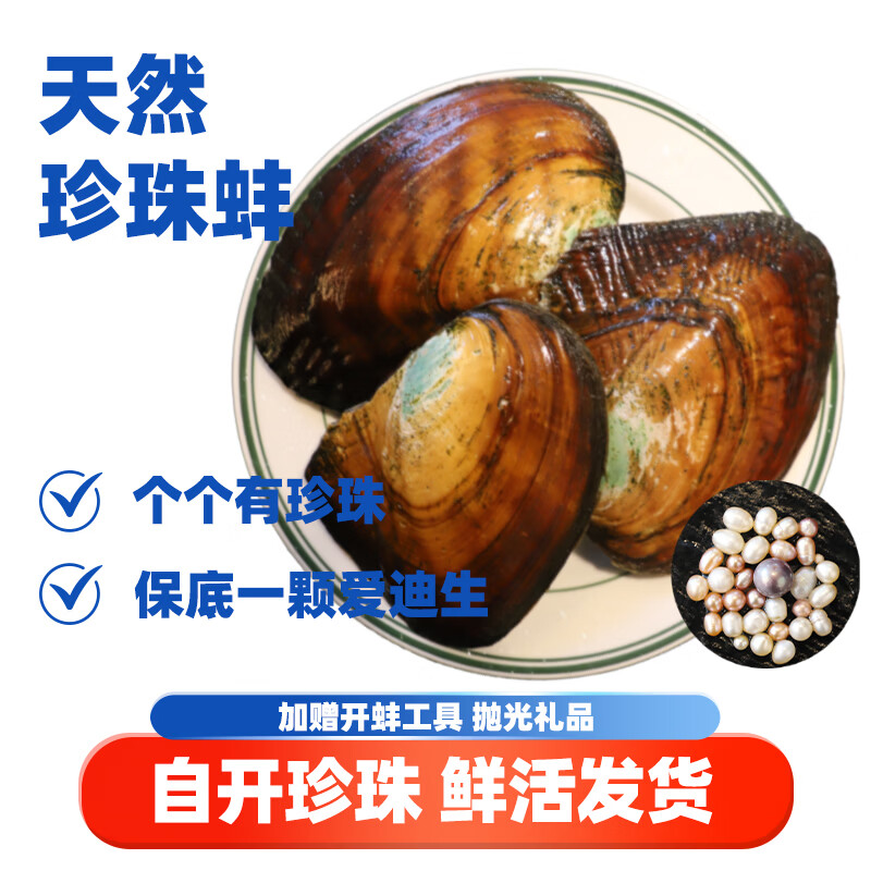 鲜京采 天然珍珠蚌3个 自开 蚌取珍珠 DIY盲盒开蚌体验 源头直发 勿食