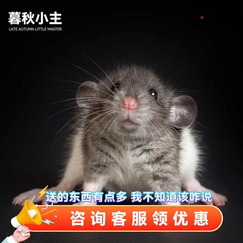 奶牛头巾花枝鼠