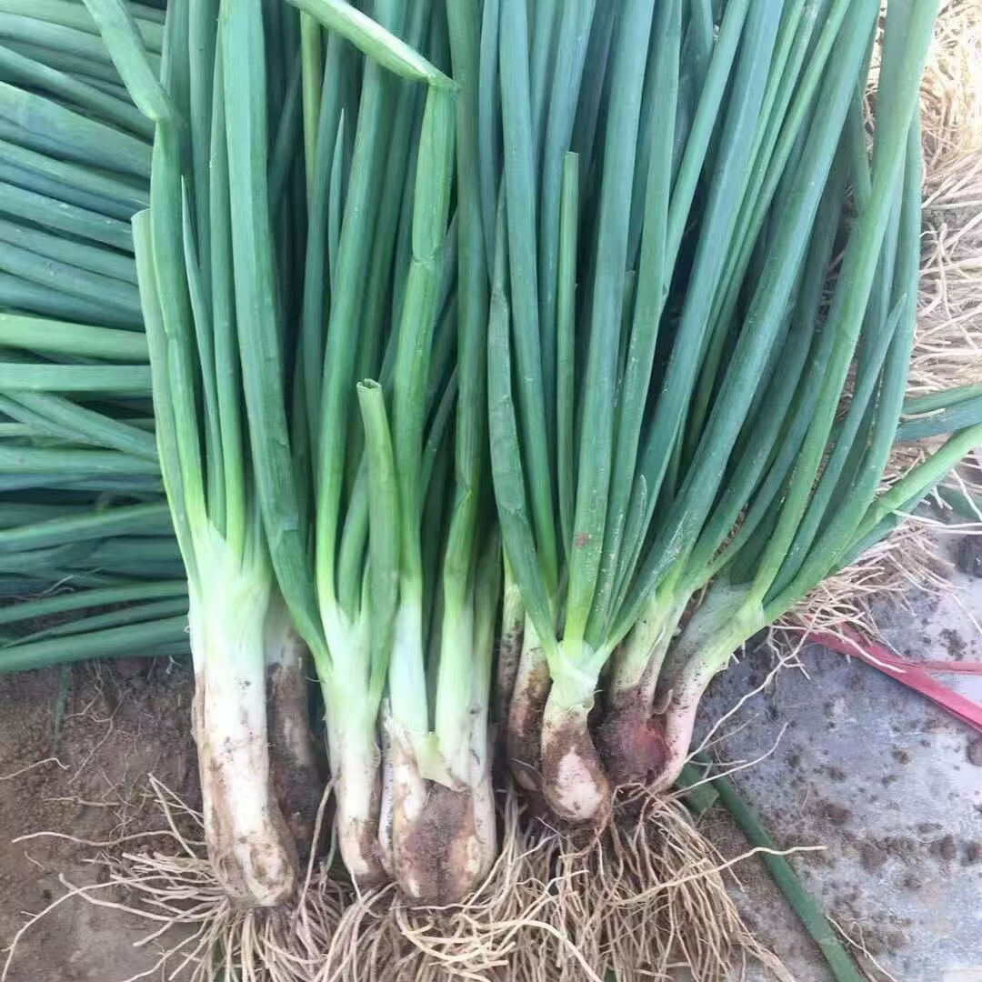 盛觅 小香葱新鲜去皮精品小葱 带箱5斤净重4.5斤  