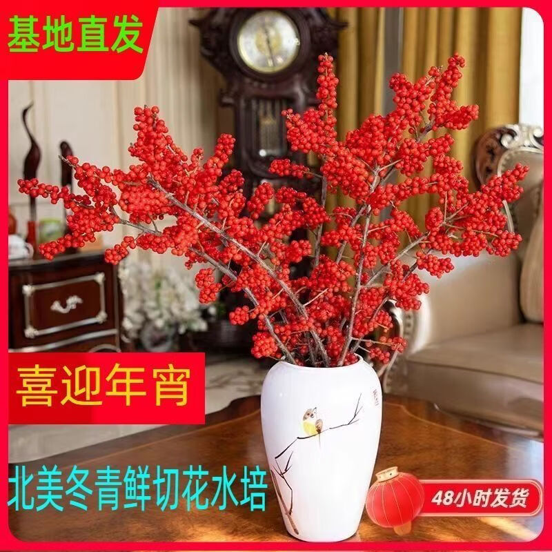 青枝绿业进口A级北美冬青插花切枝年宵花水培发财插花卉红果水培鲜花盆栽 进口A级鲜切枝60厘米5枝+挂件