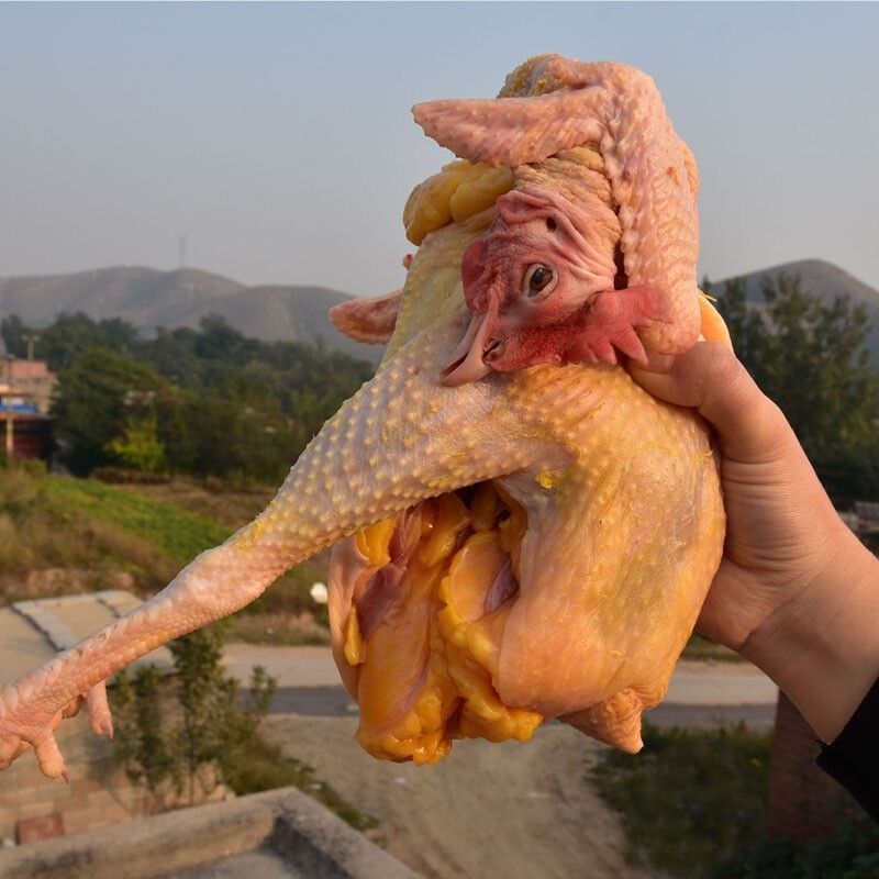 【顺丰包邮】贵州农家散养黄油老母鸡正宗土鸡3年走地鸡新鲜现杀 精选三年黄油老母鸡3只共【10~11斤】