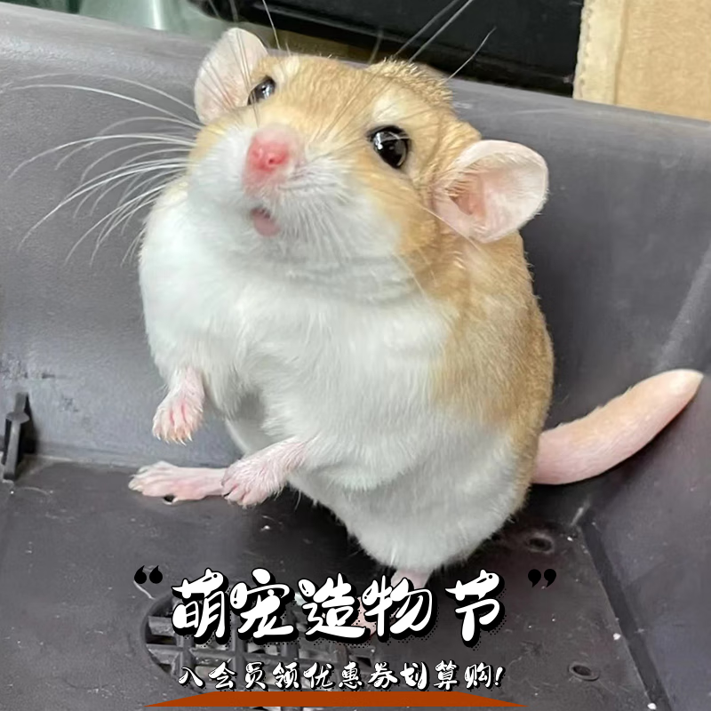 尔碟网红通心粉沙仓鼠粗尾巴西班牙睡鼠活体幼崽拇指鼠宝宝小型宠物鼠