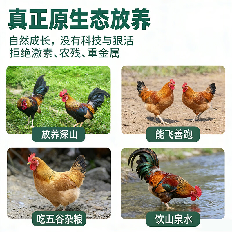 鲜其间【清远童子鸡】清远鸡走地鸡散养土鸡小公鸡整只生鲜新鲜鸡肉 清远童子鸡【2只净重4.8斤以上】/现宰现卖/真生态放养 顺丰/京东包邮/广东省内可做到/当天送达