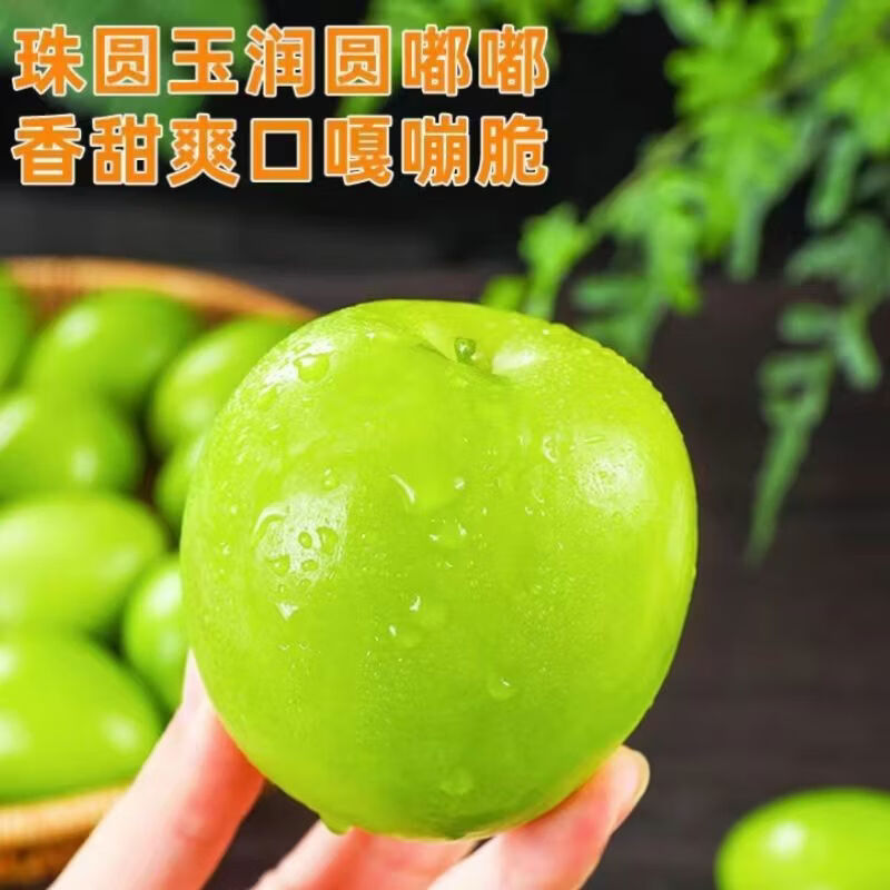 陆贞新货福建牛奶枣贵妃蜜枣青枣脆甜多汁新鲜应季水果整箱批发 老树贵妃枣更脆更甜 脆甜贵妃枣净重4点5斤单果65克起约25-5个