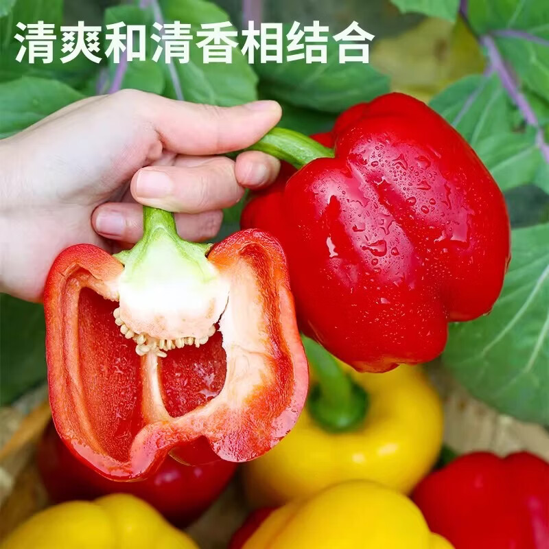 绿熊庄园山东彩椒 甜椒 新鲜蔬菜五彩椒寿光蔬菜不辣水果柿子椒红黄灯笼椒 红黄双拼3斤装 净重2.8斤