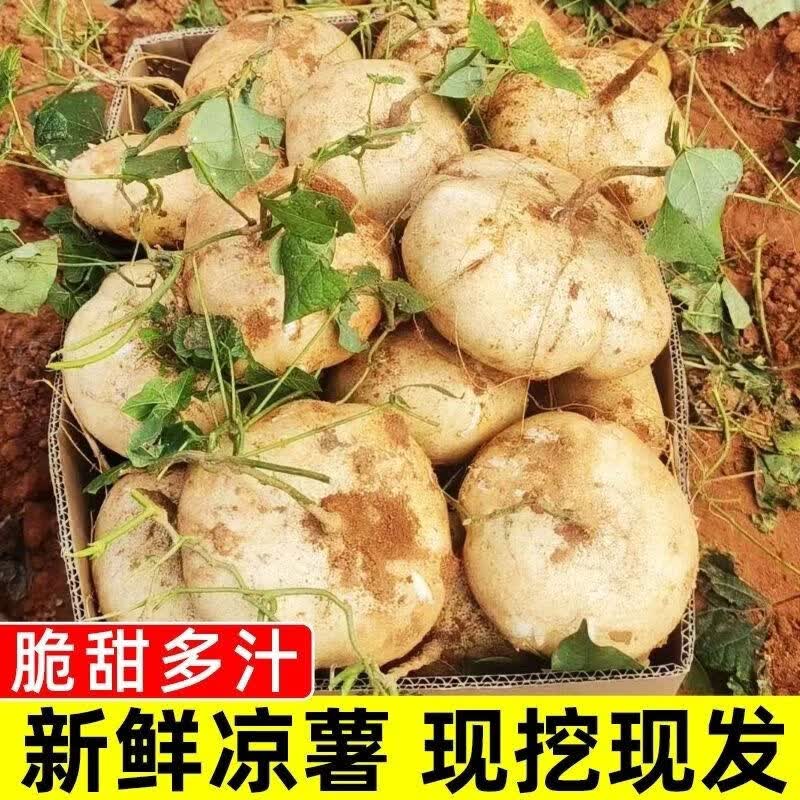 水果凉薯新鲜现挖白心地瓜沙葛当季水果蔬菜沙地萝卜农家番薯脆甜 1g 带箱5.0-5.5斤小果(单果120克起)