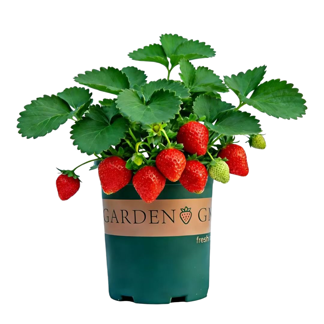 ���ڲ������ֻ������Ͳ�ݮ�����������������ļ���̨�������ϱ����Ե����� �����籭�Ժã�4�� ���Ͳ�ݮ 34.2Ԫ��4��(��8.55Ԫ/��)