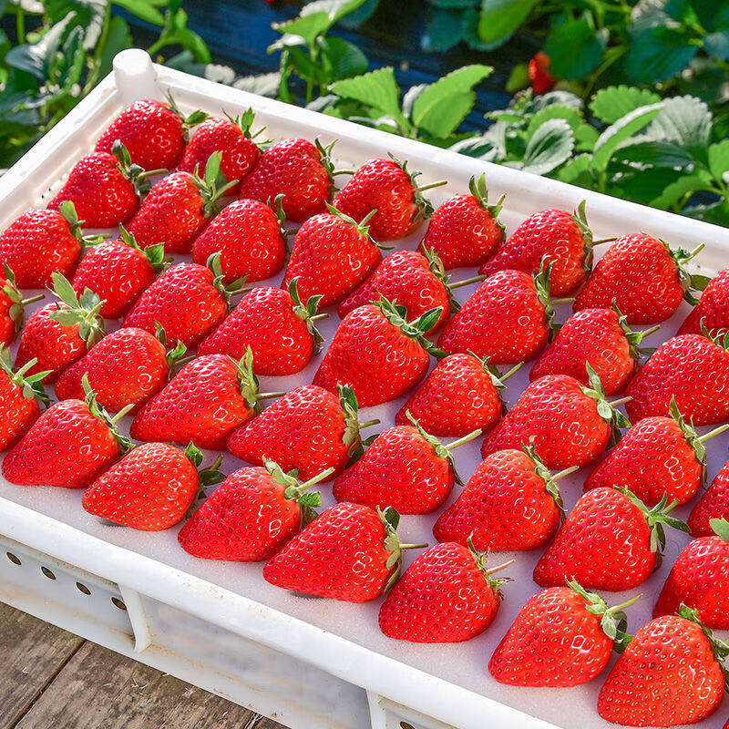 探味先生【顺丰送货上门】山东正宗隋珠香野草莓 每天现摘现发 新鲜水果 净重2.8斤中大果【现摘现发单果15-25g】