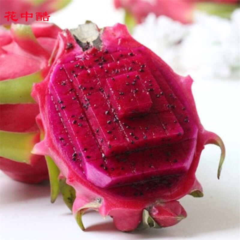 花中酷   红心火龙果 红心火龙果100粒种子