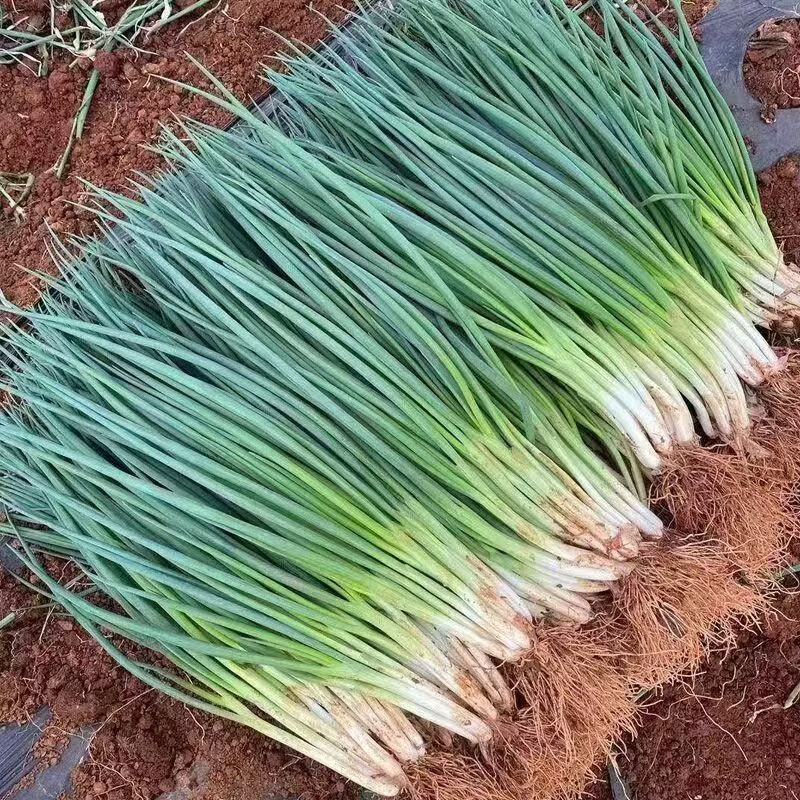 盛觅 小香葱新鲜去皮精品小葱 带箱5斤净重4.5斤  