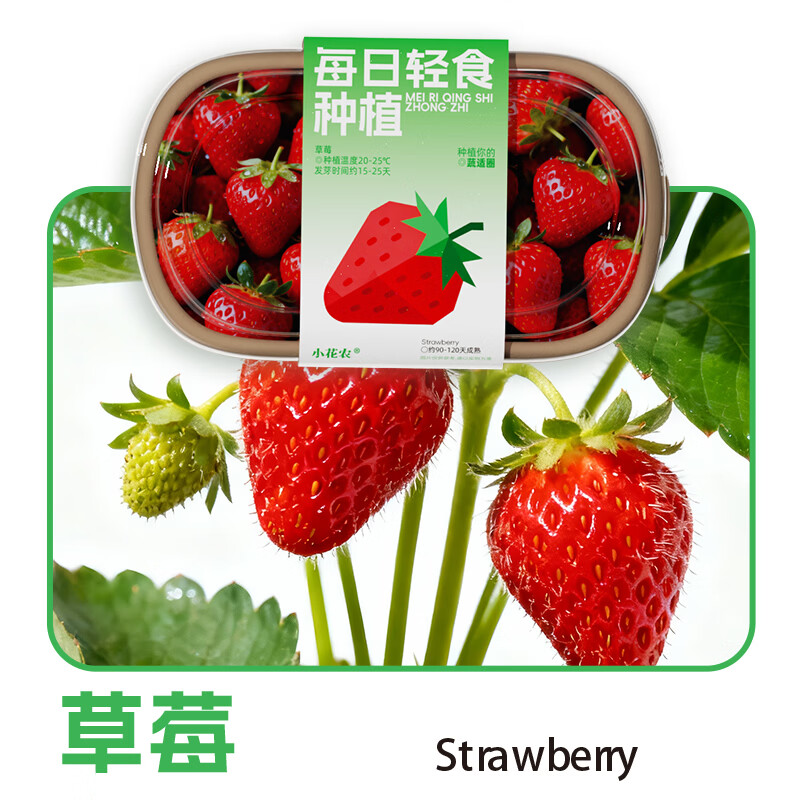 小花农儿童蔬菜花果种植小盆栽种子幼儿园植物生长观察实验套装玩具 每日轻食【草莓】