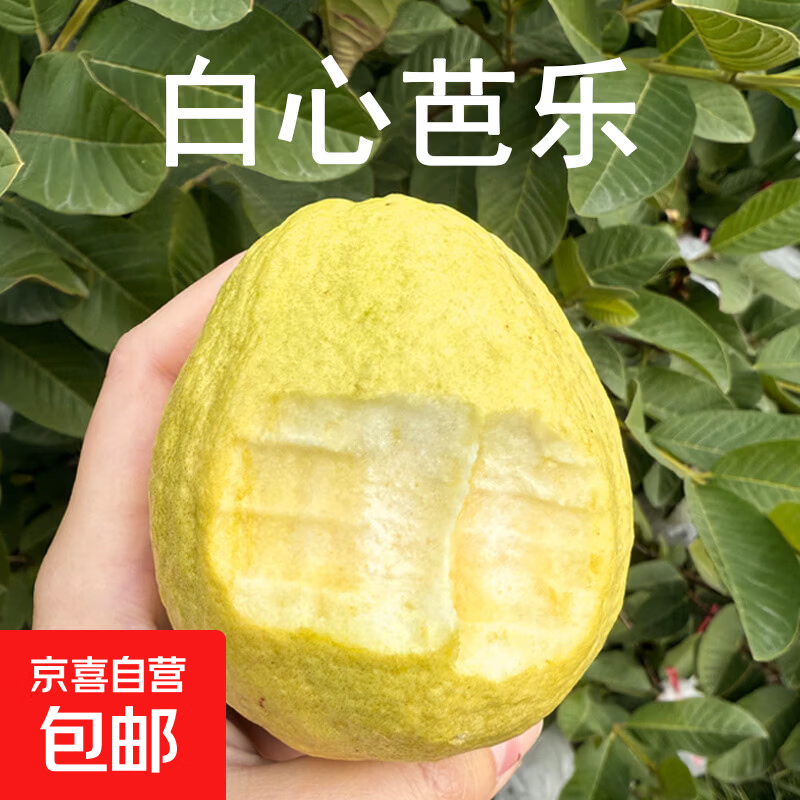 广东白心软心芭乐到手9.9元