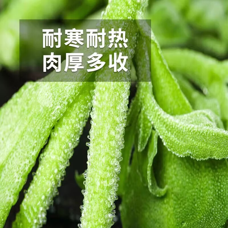 绿熊庄园新鲜冰菜冰草沙拉菜火锅即食生吃生菜凉拌菜新鲜蔬菜现摘冰叶整箱 净重2斤