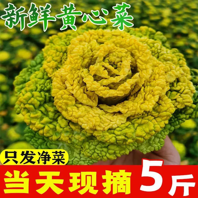 黄心乌现挖黄心菜塌地乌黄心菊花菜乌塌菜皱叶小白菜农家新鲜蔬菜 3斤