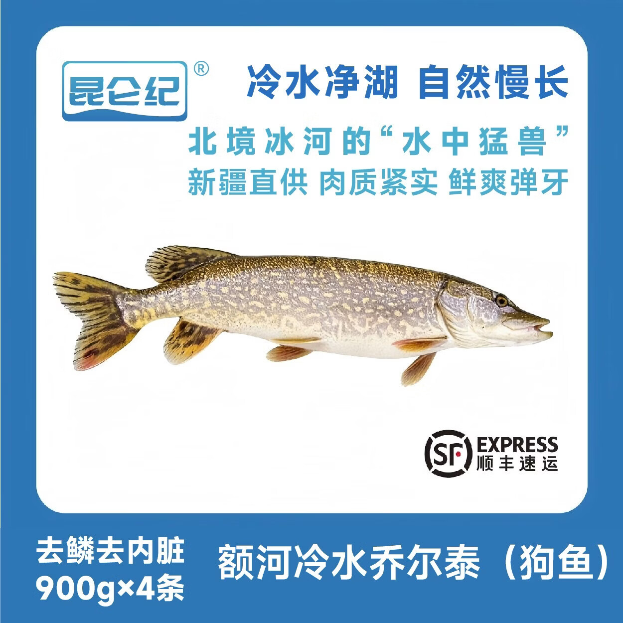 昆仑纪额尔齐斯河冷水乔尔泰(狗鱼)整条鱼冷冻锁鲜去鳞去内脏 额河冷水乔尔泰（狗鱼）900gx4条 京东折扣/优惠券