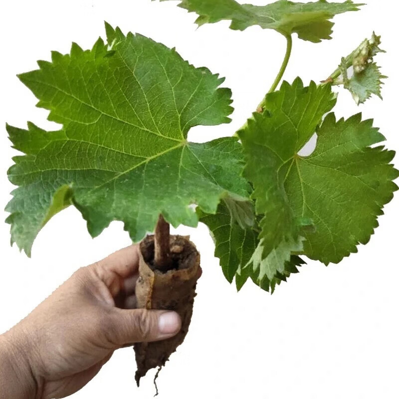 萌肉居葡萄树苗扦插庭院盆栽地栽爬藤果树苗种植/2年扦插苗一颗源头直发