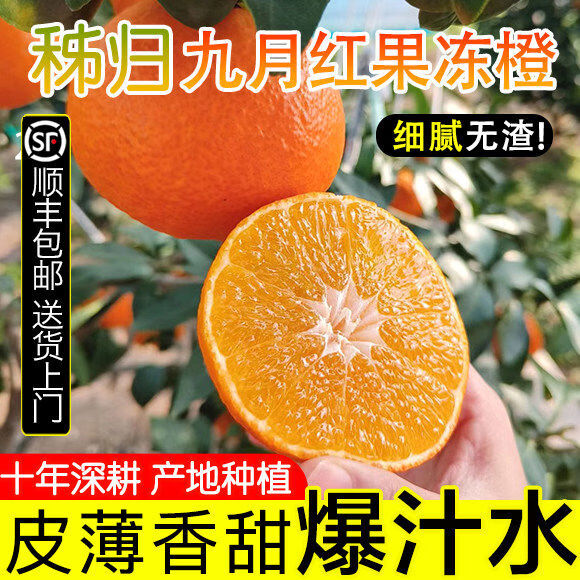 秭归脐橙宜昌九月红果冻橙子柑橘当季鲜甜橙孕妇水果9斤整箱正品保障 5斤 60mm65mm