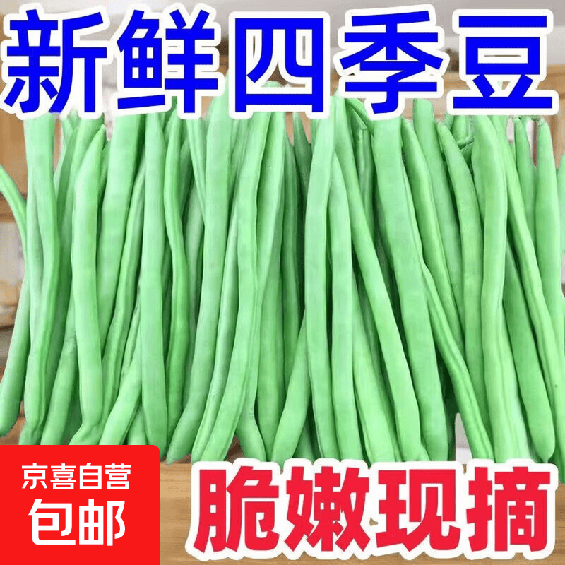 【东东买菜】新鲜四季豆无筋豆现摘豆青豆角炒菜农家当季蔬菜整箱 净重3斤【家庭实惠装】