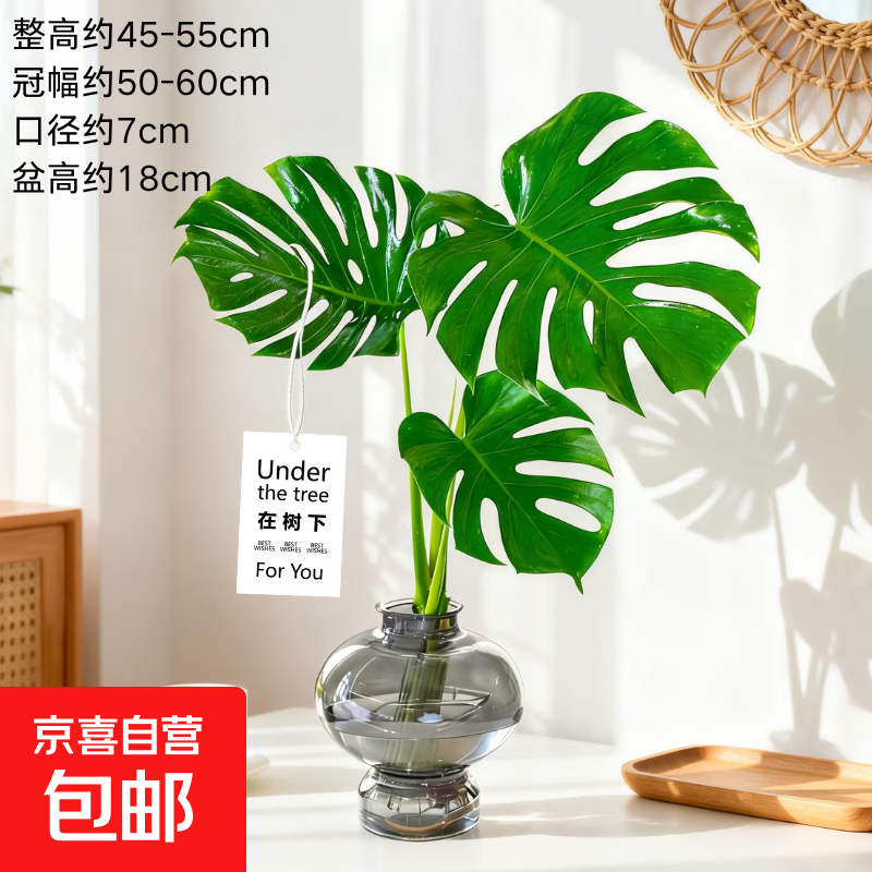 水培龟背竹3片+葫芦瓶到手17.9元，好寓意又净化空气